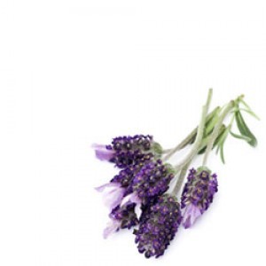 Lavender1-300x300
